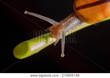Garden snail on a green leaf natural green background macro