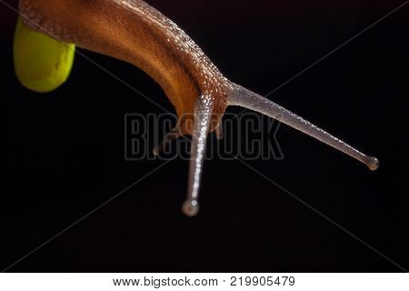 Garden snail on a green leaf natural green background macro