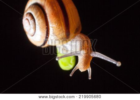 Garden snail on a green leaf natural green background macro