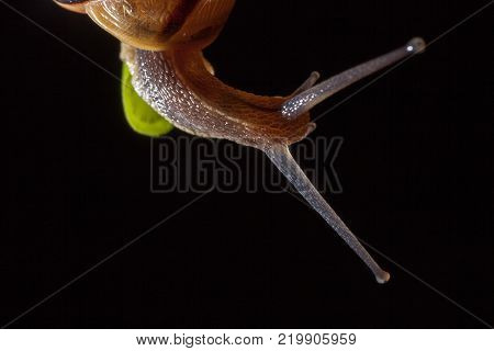 Garden snail on a green leaf natural green background macro