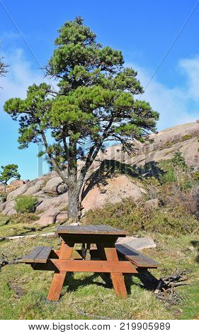 Picnic with wooden table and bench next to a pine on a mountain a sunny day.