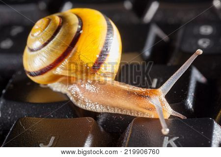 Garden snail on a the kays of a black computer keyboard, showing slow typing