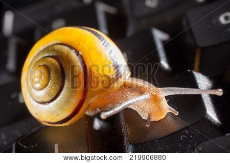 Garden snail on a the kays of a black computer keyboard, showing slow typing