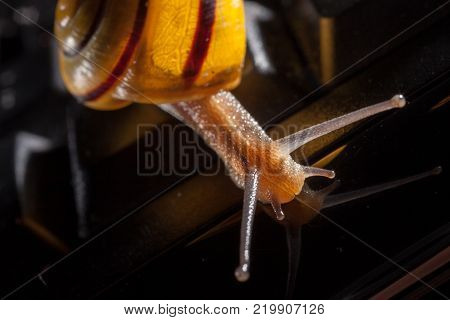 Garden snail on a the kays of a black computer keyboard, showing slow typing