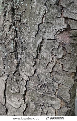 Dry cracked bark of horse chestnut tree