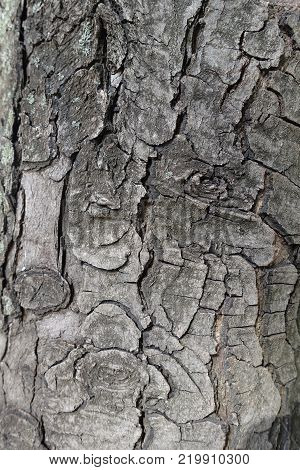 Surface of bark of horse chestnut tree