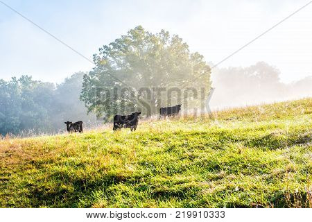 Silhouette Of Three Black Cows On Hill Of Farm Grazing On Pasture In Fog And Mist With Blue Sky, Tre