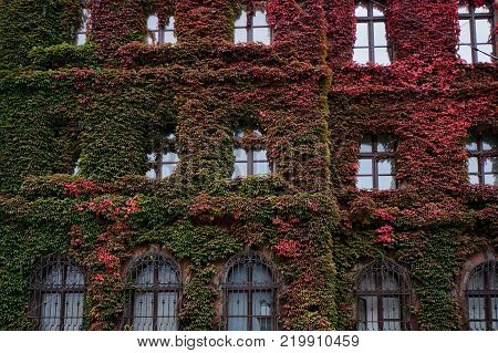 Building of The National Museum in Wroclaw Poland, covered in gorgeous ivy, designed by an architect Karl Friedrich Endell and erected in 1883 - 1886.