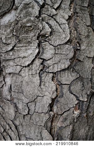 Uneven surface of bark of horse chestnut