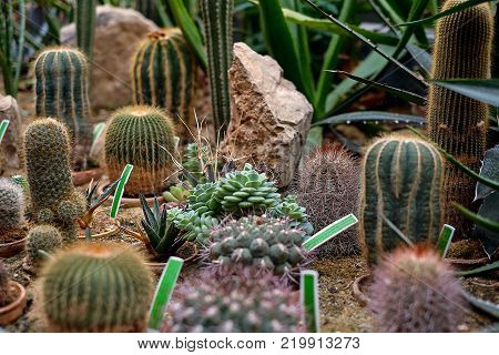 Awesome cactuses and succulents with name tags in Botanical garden in Europe.