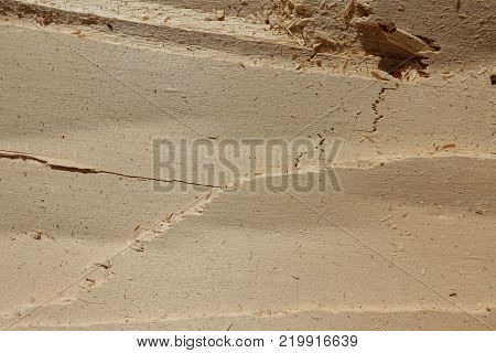 Texture of cottonwood with cracks and sawdust