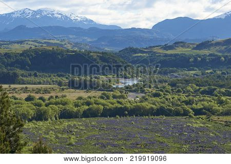 Flowering Lupins in the valley of the River Simpson on the route of the Carretera Austral near Coyhaique  in northern Patagonia, Chile.