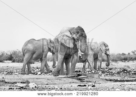 Three african bull elephants Loxodonta africana at the Rateldraf waterhole in North-Western Namibia. One is urinating. Monochrome photo