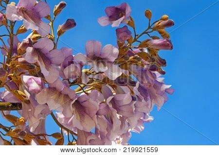 Branches of flowering Paulownia tomentosa against the blue sky on a sunny spring day