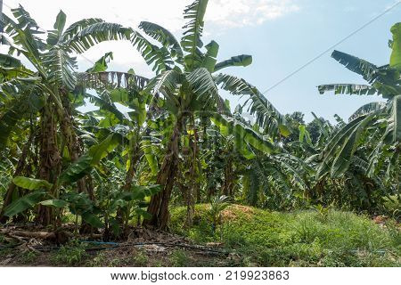 The green beautiful bananas grown on a banana tree in the big banana farm.