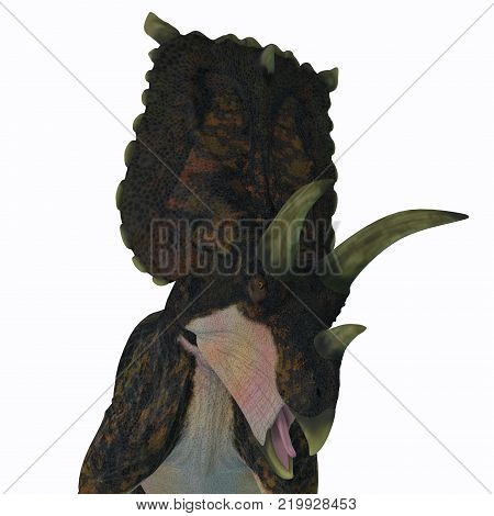 Bravoceratops Dinosaur Head 3D illustration - Bravoceratops was a herbivorous ceratopsian dinosaur that lived in Texas, USA in the Cretaceous period.