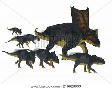 Chasmosaurus Dinosaur with Young 3D illustration - Chasmosaurus was a herbivorous ceratopsian dinosaur that lived in Alberta, Canada during the Cretaceous period.
