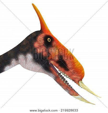 Dsungaripterus Reptile Head 3D illustration - This carnivorous pterosaur lived in China in the Cretaceous Period and preyed on shellfish.