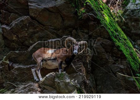 the mouflon (Ovis musimon) in Merlet Animal Park. Chamonix, France