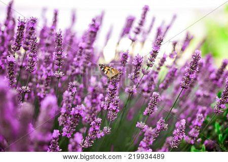 A butterfly sitting on a lavender flower at the lavanda field, summer time, Crimea.