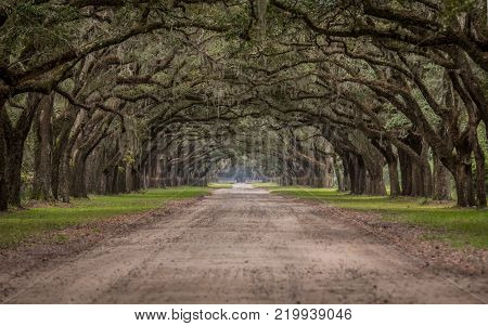 Dirt Road Through Tunnel of Live Oak Trees in Savannah
