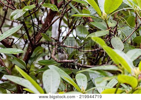 small green and red hummingbird sitting on branch