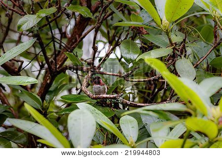 small green and red hummingbird sitting on branch
