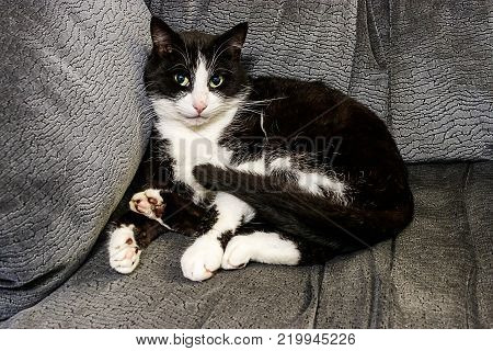fluffy black and white cat curled up on gray seat