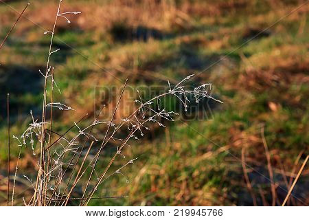ice crystals forming from dew on tall grasses
