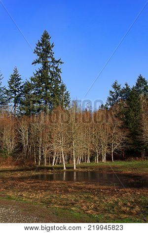 late fall colored leaves over rural parkland