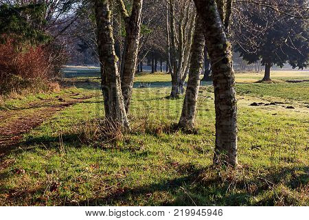 late fall colored leaves over rural parkland