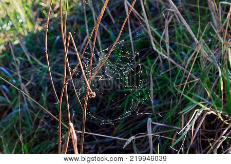 water drops settled on winter spider webs in grass