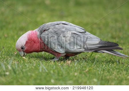Australian native birds on the green grass
