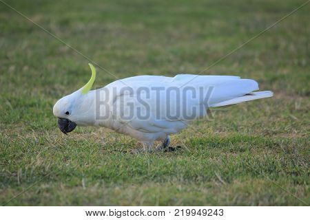 Australian native birds on the green grass