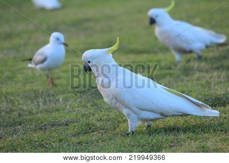 Australian native birds on the green grass
