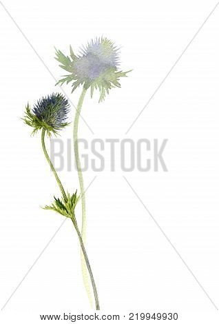 watercolor wild plants of feverweed, blue prickly flowers drawing at white paper background