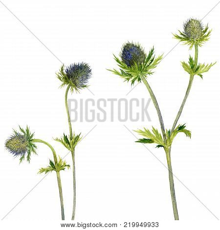 watercolor wild plants of feverweed, blue prickly flowers drawing at white paper background