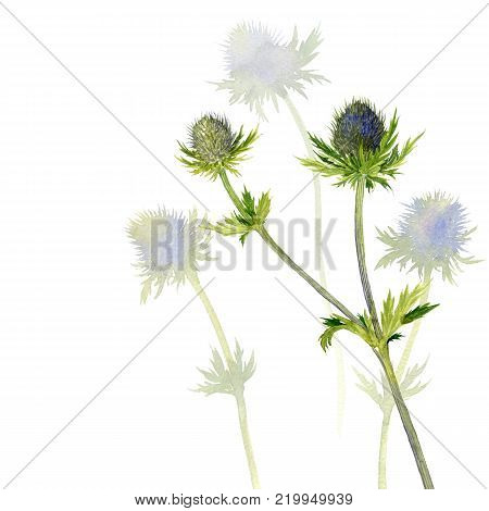watercolor wild plants of feverweed, blue prickly flowers drawing at white paper background