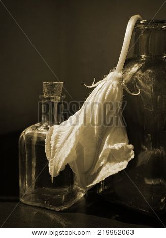 Wilted cucurbita flower and two small vintage glass botlles against a low key background. Vanitas style still life in sepia tone. Break up, aging or death concept. Choose a focal point.