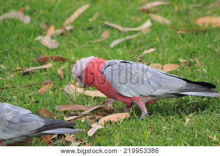 Australian native birds on the green grass