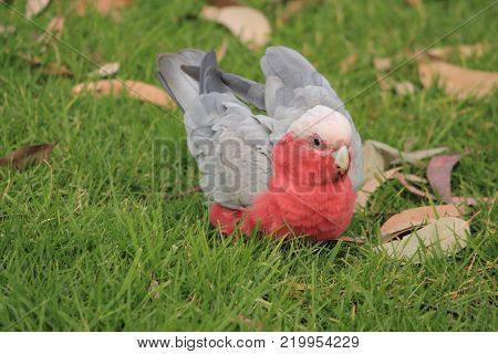 Australian native birds on the green grass