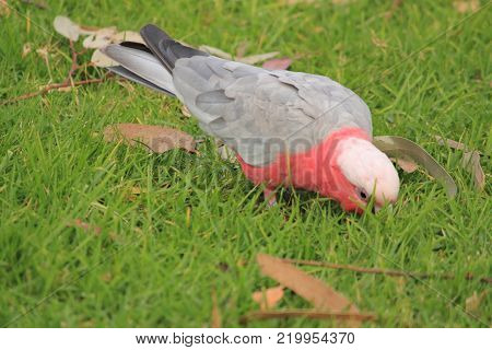 Australian native birds on the green grass