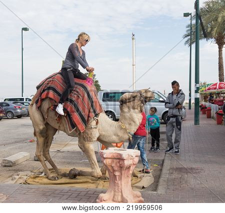 Yeriho, Israel, November 25, 2017 : The camel driver helps the visitor to descend from the camel in Yeriho in Israel