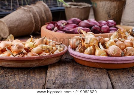 Small bulbs of red and yellow onion sets ready to planting. Springtime, gardening concept.