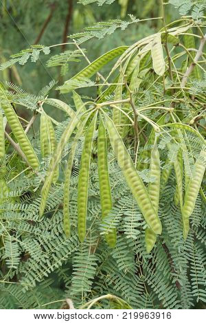 close up fresh green leucaena glauca seeds in nature garden