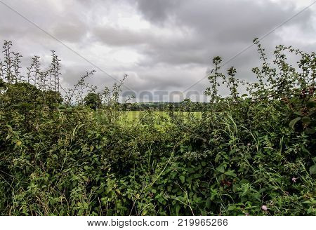 Hedgerow And Fields