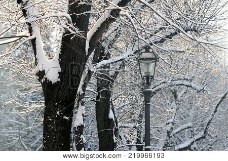 Winter season in Florence. Old lamp with snowy trees at the Piazzale Michelangelo. Italy