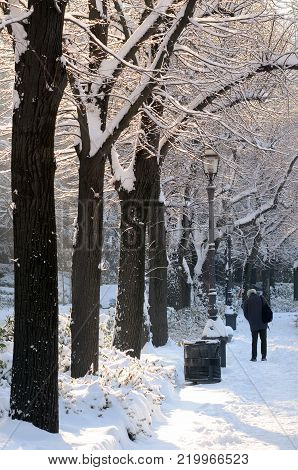 Florence after a snowfall in December. snowy trees at the piazzale Michelangelo. Italy.