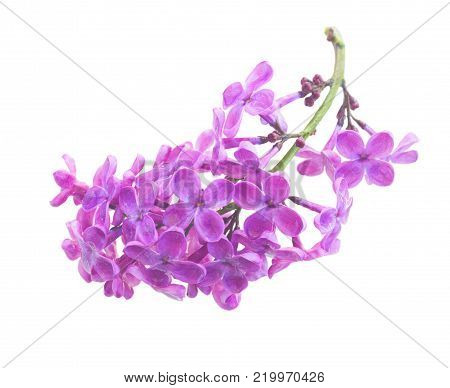 Lilac blooming tree close up isolated on white background
