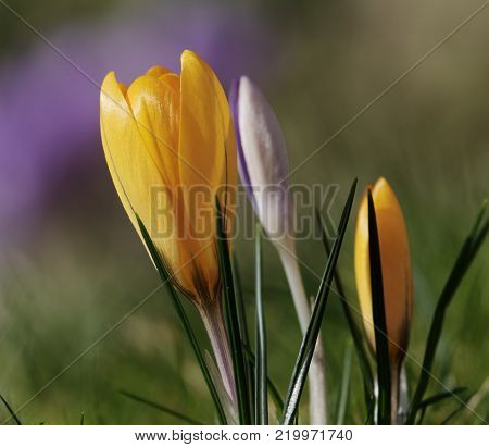 Yellow crocus in the sun on a bright spring day.